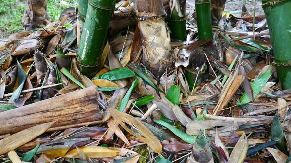 Bamboo in the Forest