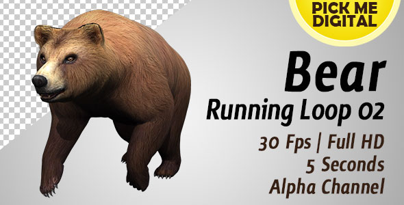 Bear Running Loop 02