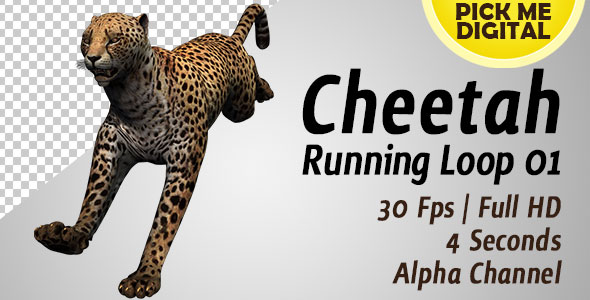 Cheetah Running Loop 01