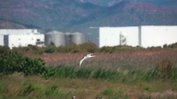 River Tern (Sterna Hirundo) in Flight, Super