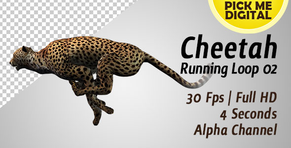 Cheetah Running Loop 02 alt