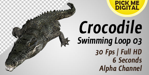 Crocodile Swimming Loop 03 alt