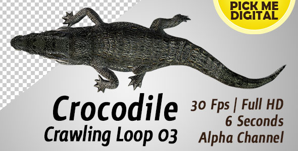 Crocodile Crawling Loop 03