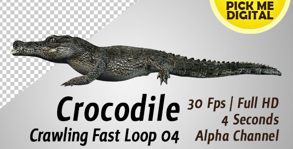 Crocodile Crawling Fast Loop 04