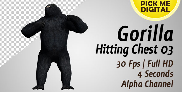 Gorilla Hitting Chest 03