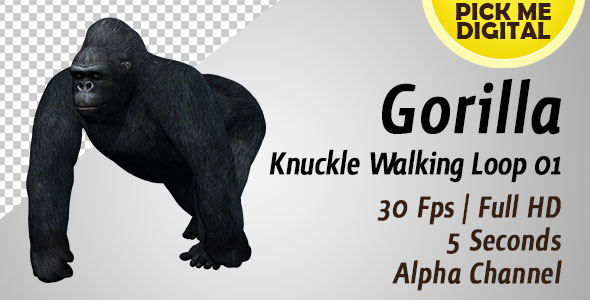 Gorilla Knuckle Walking Loop 01 alt
