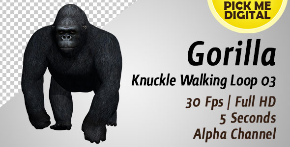 Gorilla Knuckle Walking Loop 03 alt
