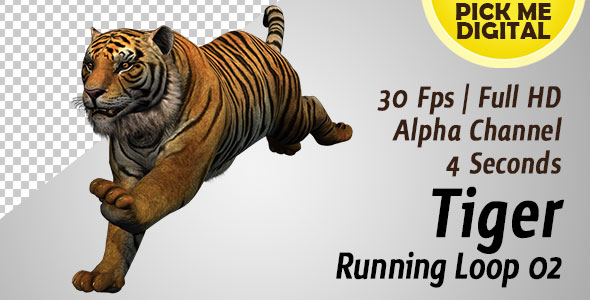 Tiger Running Loop 02 alt