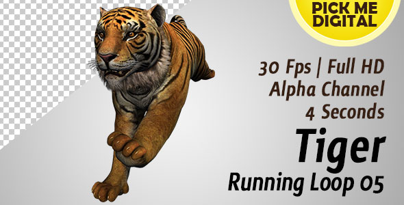 Tiger Running Loop 05