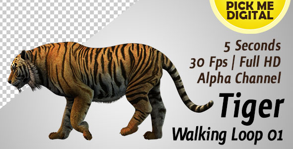 Tiger Walking Loop 01