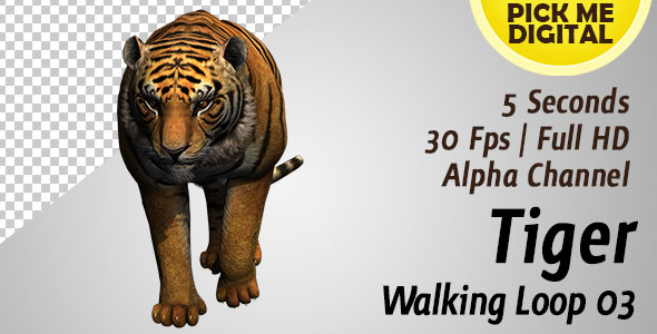 Tiger Walking Loop 03