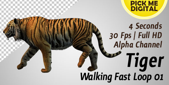 Tiger Walking Fast Loop 01