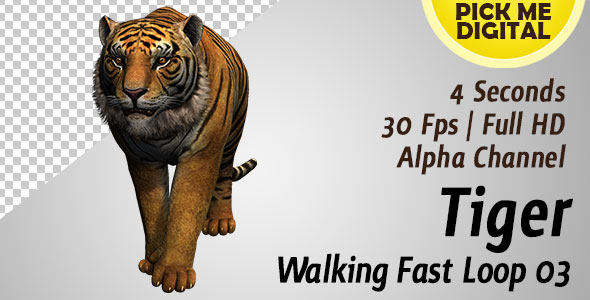 Tiger Walking Fast Loop 03