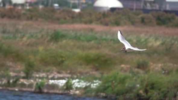 River Tern (Sterna Hirundo) in Flight Building Nest, Super