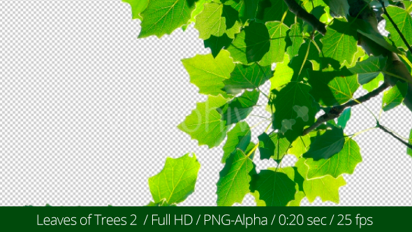 Leaves of Trees 2 alt