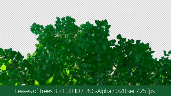 Leaves of Trees 3 alt