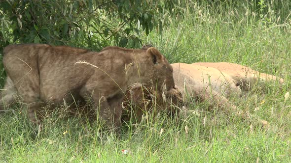 Lion (Panthera leo) cubs playing and relaxing together with full belly,  Maasai Mara, Kenya.