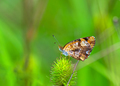 Silvery Checkerspot (Chlosyne nycteis) - PhotoDune Item for Sale
