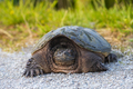 common snapping Turtle - PhotoDune Item for Sale