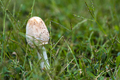 mushroom - PhotoDune Item for Sale