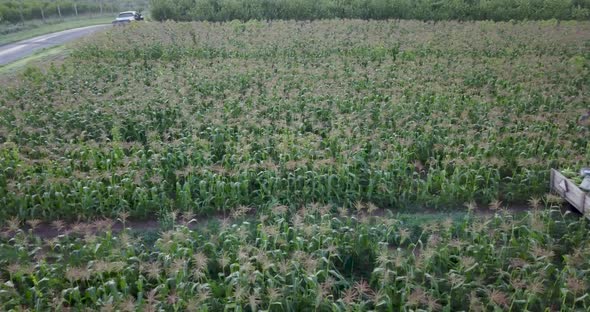 Camera track from left to right in a field of corn to reveal a wagon full of corn being pulled by a