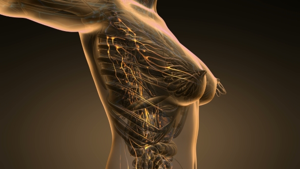 Anatomy of Woman Limphatic System alt