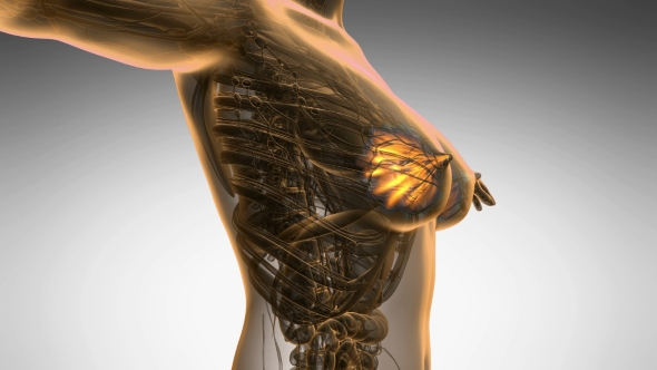 Human Body with Visible Glow Mammary Gland alt