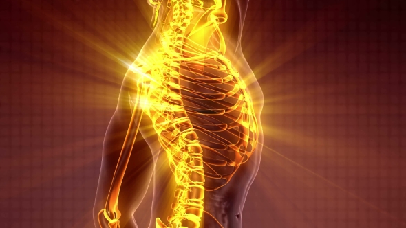 Human Body with Visible Skeletal Bones alt