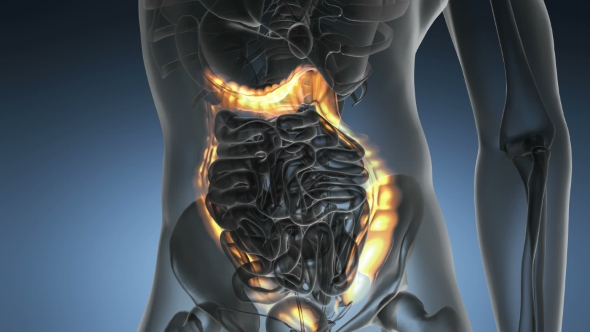 Anatomy Scan of Human Colon alt