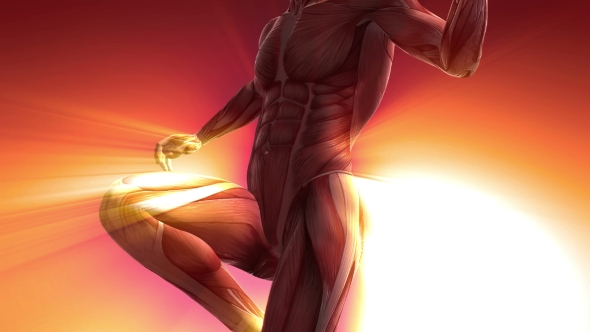 Human Muscle Anatomy alt