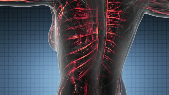 Human Body with Glow Blood Vessels alt