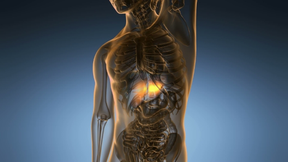Anatomy Scan of Human Liver alt