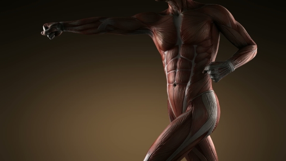 Human Muscle Anatomy alt