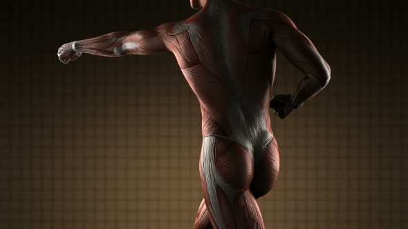 Human Muscle Anatomy alt