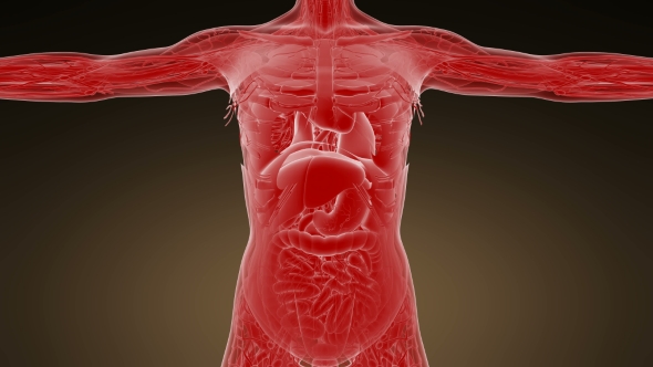 Anatomy Tomography Scan of Human Body alt