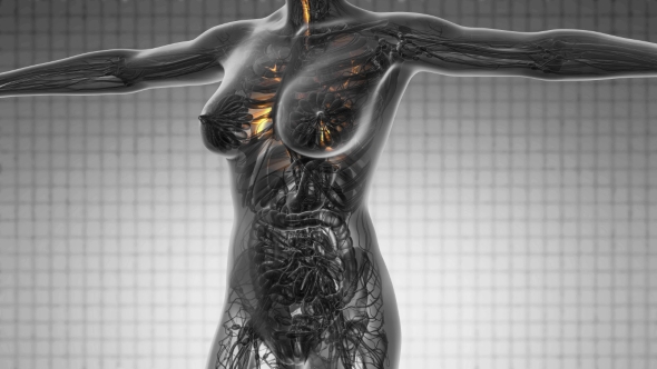 Human Body with Visible Lungs alt
