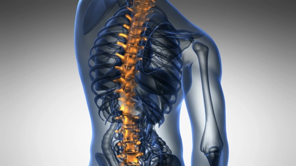 Backache in Back Bones alt