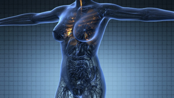 Human Body with Visible Lungs alt