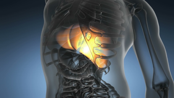 Anatomy Scan of Human Liver alt