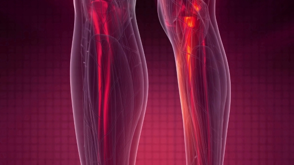 Human Body with Visible Skeletal Bones alt