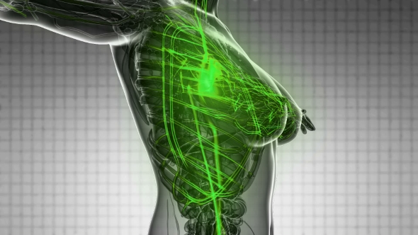 Human Body with Glow Blood Vessels alt