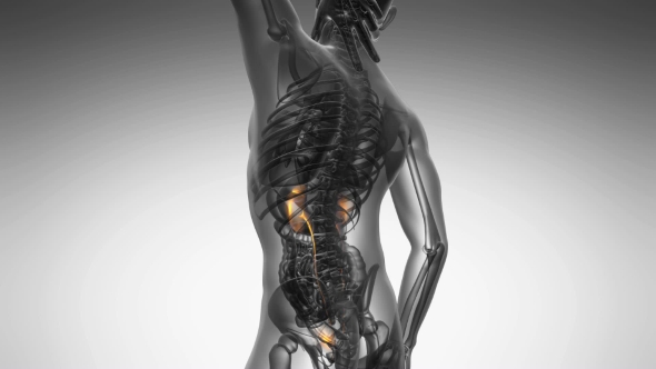 Anatomy Scan of Human Kidneys alt