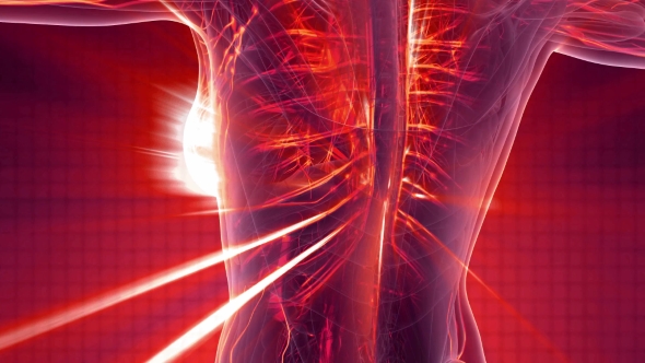 Human Body with Glow Blood Vessels alt