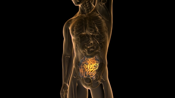 Anatomy Scan of Human Small Intestine alt