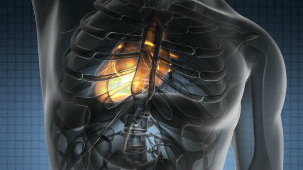 Anatomy Scan of Human Heart alt