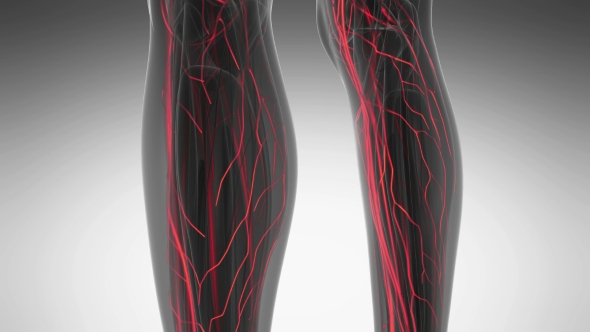 Human Body with Glow Blood Vessels alt