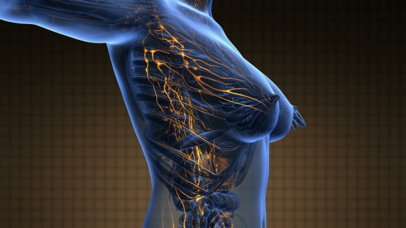 Anatomy of Woman Limphatic System alt