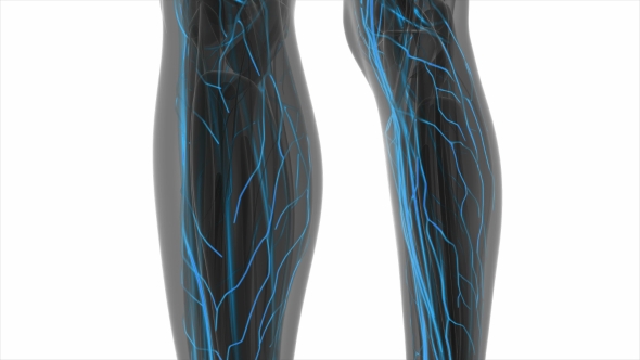 Human Body with Glow Blood Vessels alt