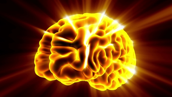 Anatomy of Human Brain alt