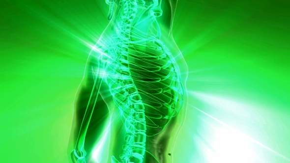 Human Body with Visible Skeletal Bones alt
